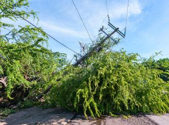 Träd ligger över väg med nedrivna kraftledningar efter storm.